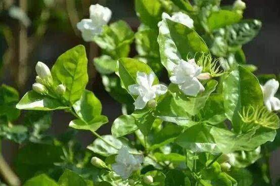 茉莉花烂根怎么救，茉莉花烂根解救办法