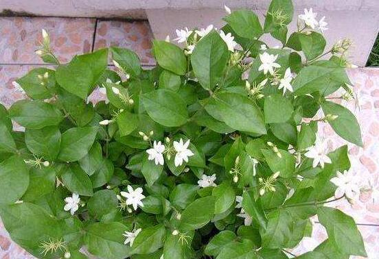 茉莉花烂根怎么救，茉莉花烂根解救办法