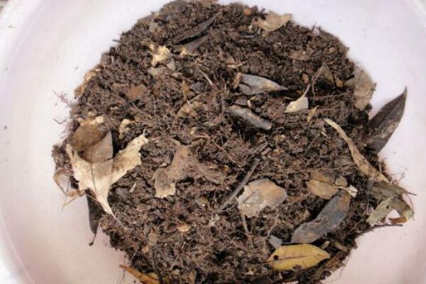 虎皮兰用什么土种植，可用田园土、腐叶土来调配