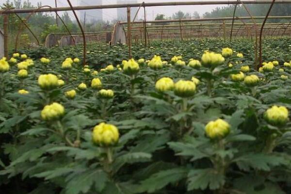 菊花怎样种植与管理，4步即可完成菊花的种植