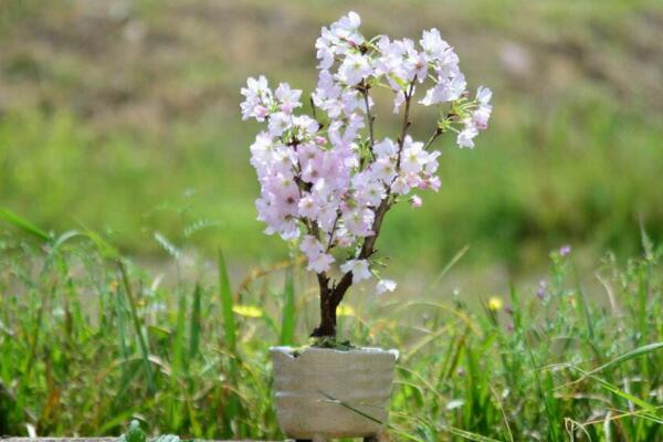 樱花叶子发黄怎么办，分析发黄原因及时进行补救