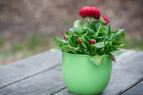 菊花冬天怎么养，首先对植株进行修剪