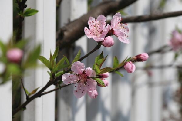 樱花烂根是怎么回事，樱花烂根原因以及处理方法