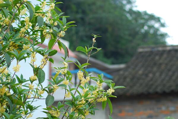 怎样种桂花树 4步即可完成桂花树的种植 发财农业网