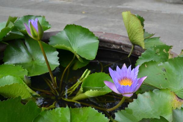 十种阴气重的花(家中有一物阴气全消除)