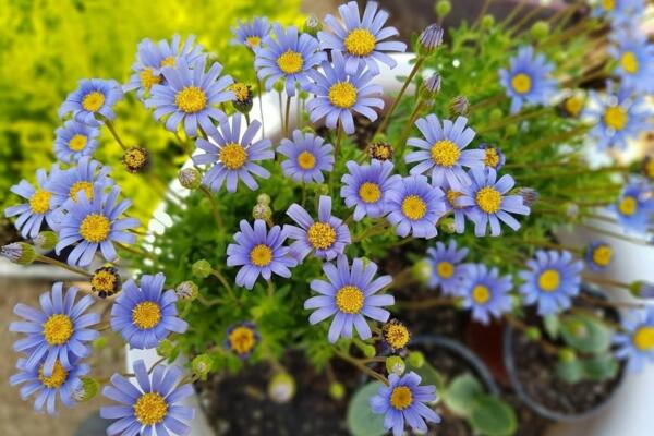 菊花怎么浇水，菊花四季浇水要点以及注意事项