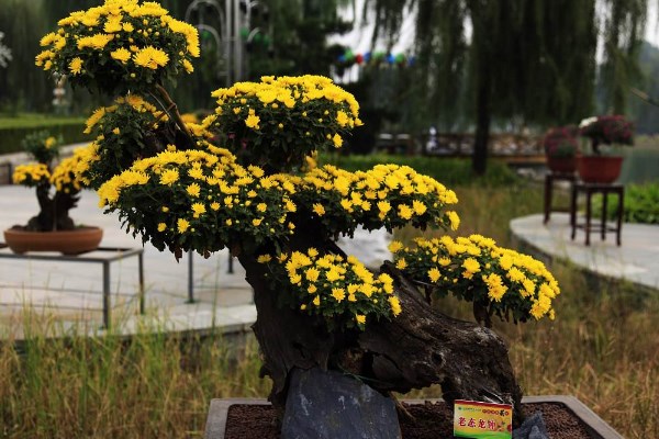 菊花怎么催花，保证养分充足并加强光照