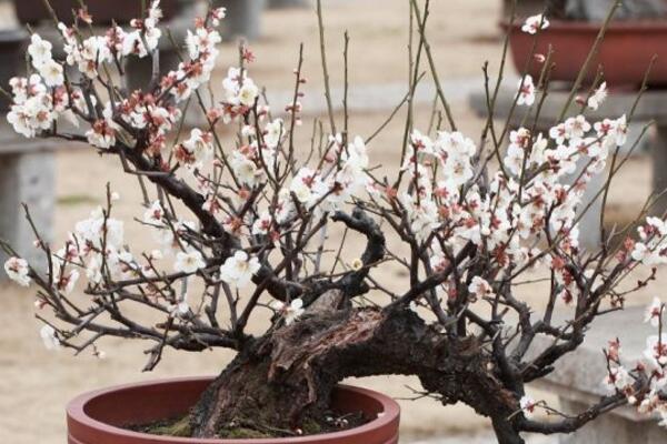 盆栽梅花的水肥管理方法，梅花日常管理要点