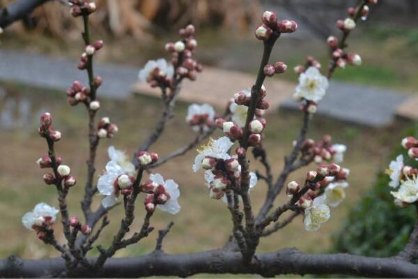 梅花的繁殖方法，扦插、播种、嫁接三种方法进行