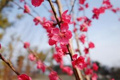 桃花的虫害防治大全，红蜘蛛的危害非常严重