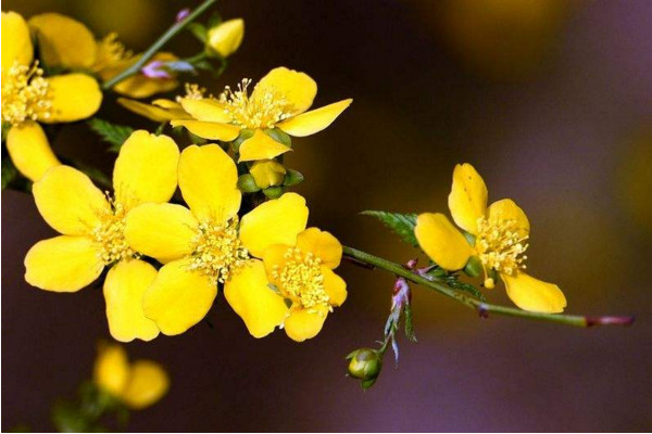 春天有哪些花开放，迎春花每年2~4月开放