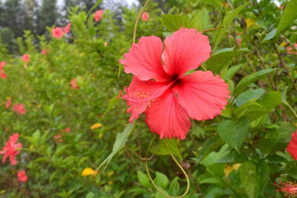 扶桑花怎么浇水，掌握四季浇水要点是关键