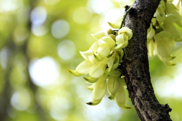 禾雀花怎么养，禾雀花养殖小技巧