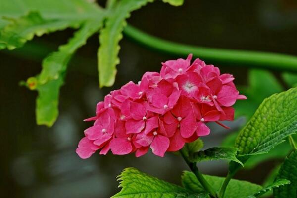 八仙花修剪方法，4步即可完成八仙花的修剪