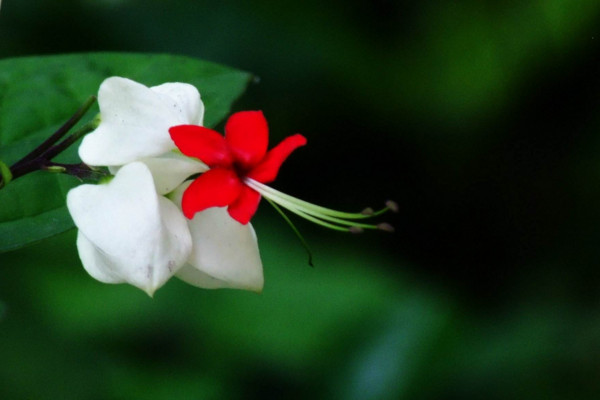 龙吐珠修剪方法，4步即可完成植株的修剪