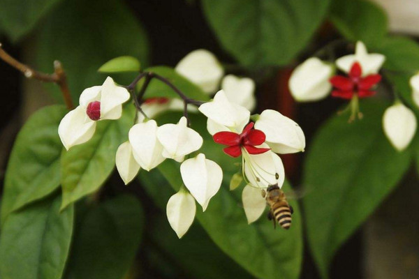 龙吐珠修剪方法，4步即可完成植株的修剪