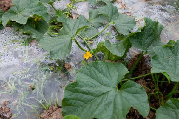 露地西瓜种植技术，建议在每年的3~4月进行种植