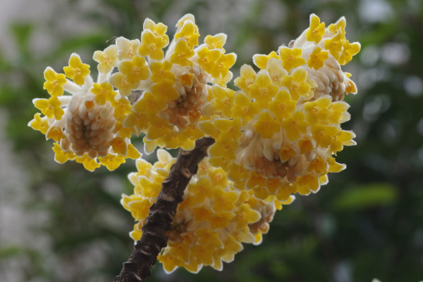 结香花什么时候扦插，应该在每年的春季进行扦插