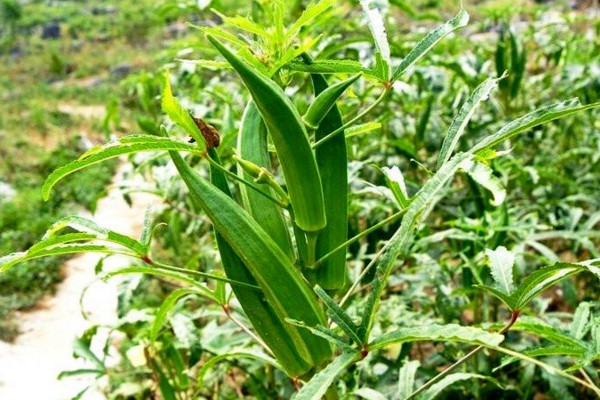 秋葵什么时候打顶，植株高度达到一米时进行