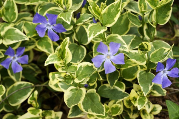 すべての花の画像 これまでで最高の蔓花