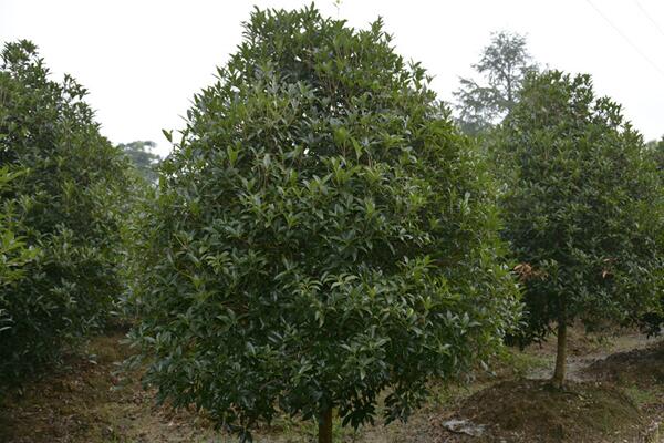 金桂花树种植技术，建议在每年的3月份进行种植