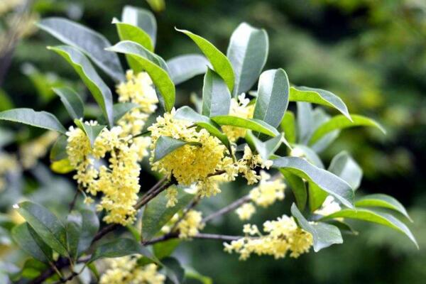 金桂花树种植技术，建议在每年的3月份进行种植