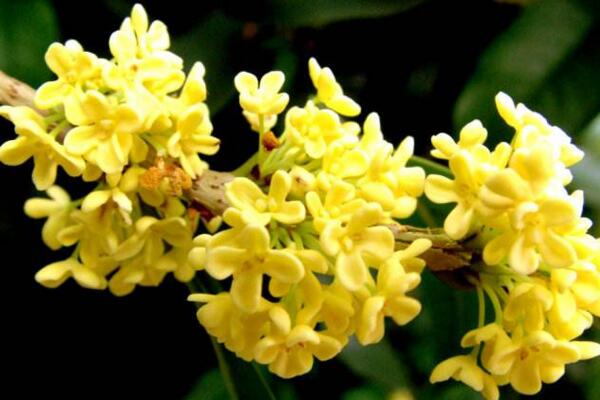 金桂花树种植技术，建议在每年的3月份进行种植