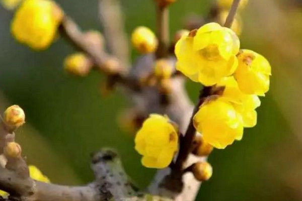 腊梅不开花怎么办，加强光照并适当施肥