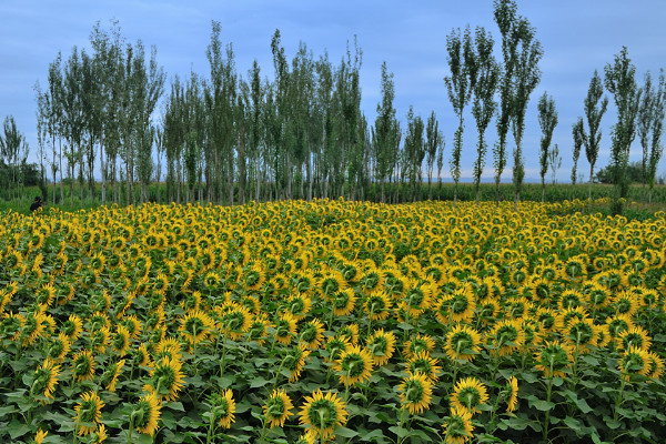 油葵种植方法，春季3月或者夏季6~7月份播种