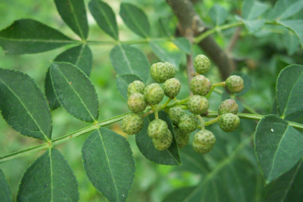 小花椒树怎样修剪，短截整形/花果期修剪/修剪老树