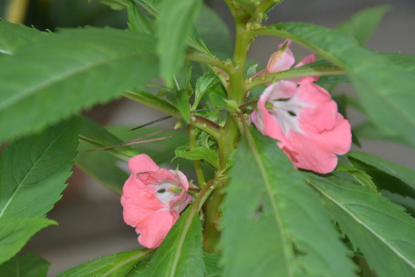 凤仙花的栽培方法，可以通过以下4步进行