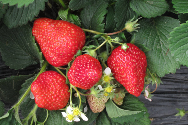 四季草莓一年结几次果,精心养护可全年结果