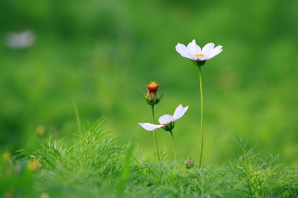 格桑花种子需要泡吗，温水浸泡可抵御病虫害