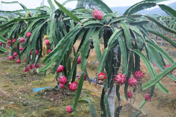 火龙果扦插种植方法，建议大家在春秋两季进行