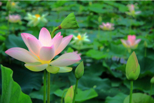 水生植物怎么养，保证光照、水分充足