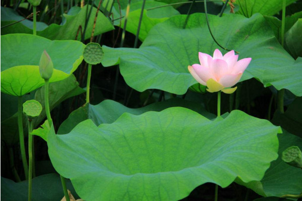 水生植物怎么养，保证光照、水分充足