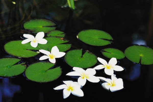 水生植物怎么养，保证光照、水分充足