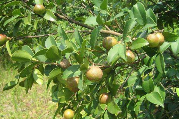 油茶树的种植方法，可以通过以下5步进行