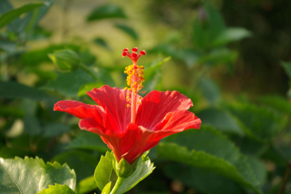 扶桑花养殖方法，在20~30℃下接受温暖充足的光照