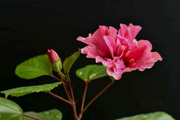 扶桑花养殖方法，在20~30℃下接受温暖充足的光照