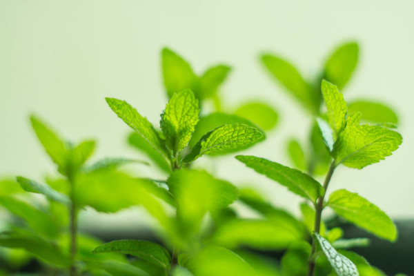 薄荷怎么繁殖，扦插/分株/水培/根茎繁殖等