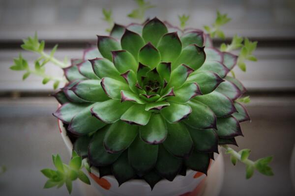 多肉植物怎么养护，控制浇水并保证光照充足