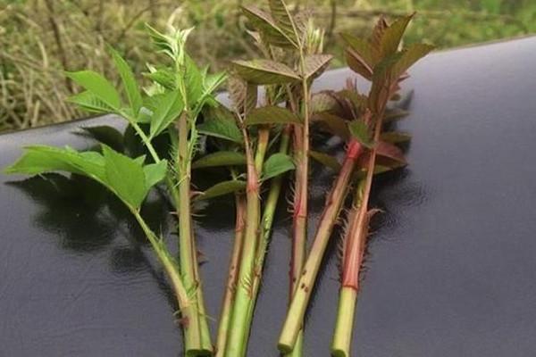 刺苔是什么植物