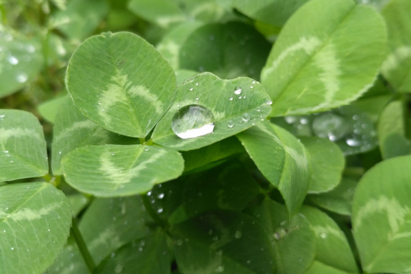 三叶草的养殖方法和注意事项，阴雨天做好防涝措施