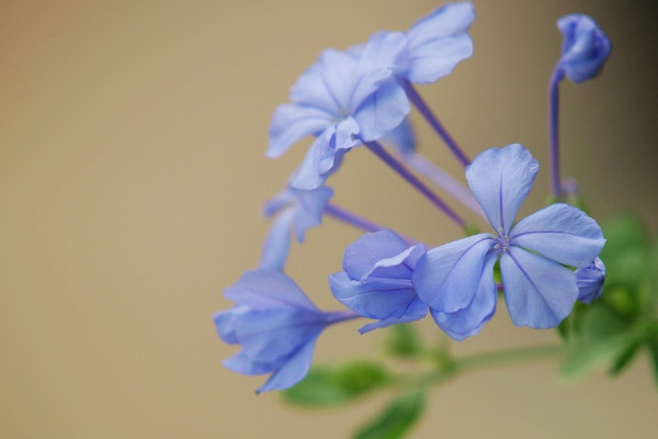 蓝雪花多久浇一次水，根据季节变化和生长情况调整