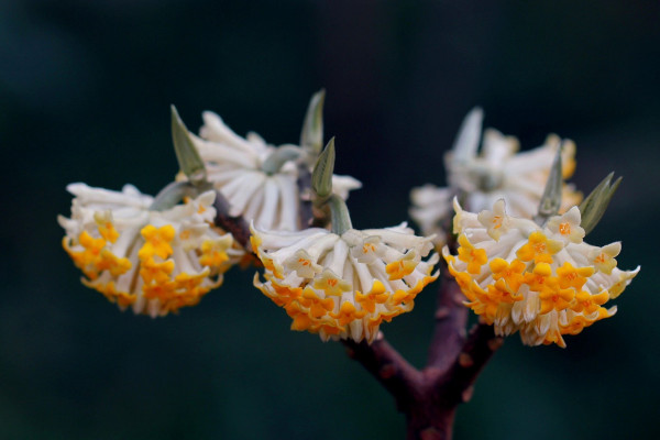 结香花什么时候开花，每年3~4月份开放