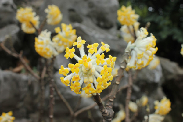 结香花什么时候开花，每年3~4月份开放