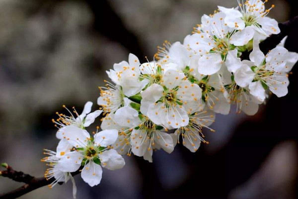 李树花期用什么药