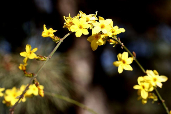 迎春花是完全花吗