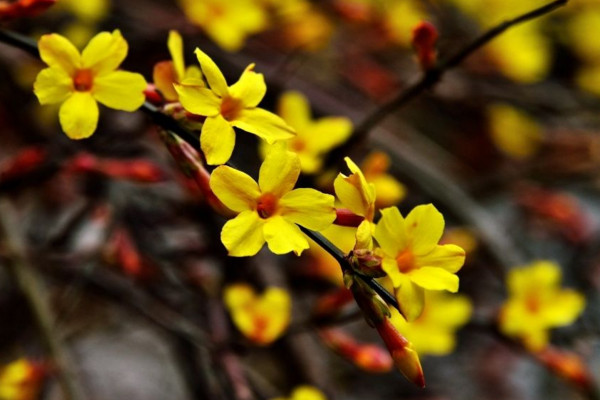 迎春花是完全花吗